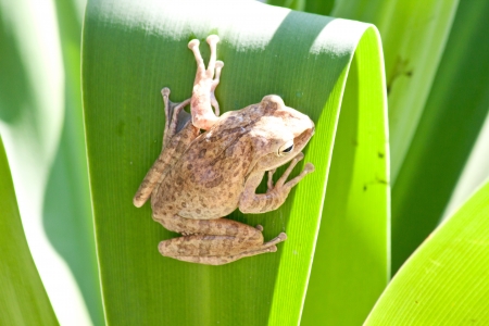 frog sitting on green  backgroundの写真素材