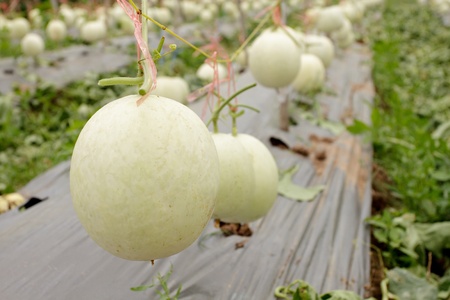 Garden cantaloupe in the northeastern part of Thailand.の写真素材