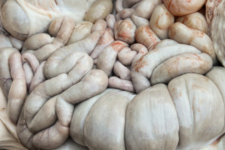 GI tract internal organs of pigの写真素材