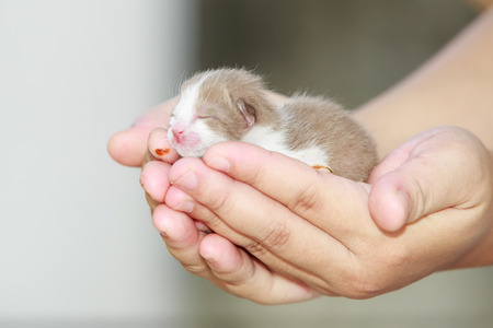 Newborn little kitten on the handの写真素材