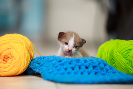 Cute little kitten playing of yarn on the tiles.の写真素材