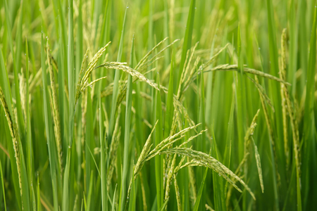 rice in a paddy field close upの写真素材