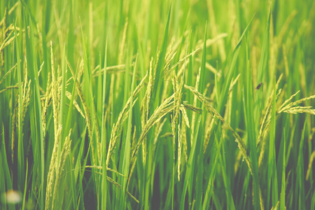 rice in a paddy field close upの写真素材