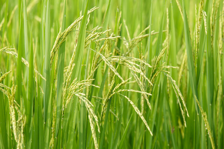 rice in a paddy field close upの写真素材
