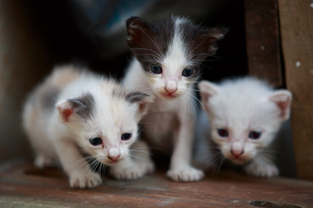 Close up of newborn kittenの写真素材