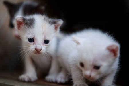 Close up of newborn kittenの写真素材