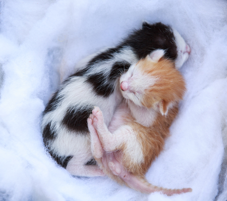 Close up of newborn kittenの写真素材