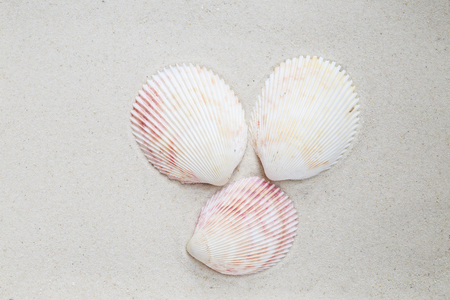 Sea shells on the sand, top viewの写真素材