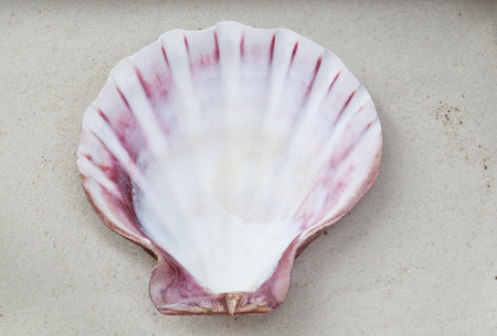 Sea shells on the sand, top view