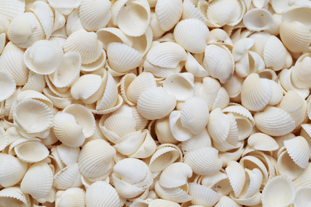 Sea shells on the sand background
