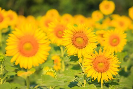 Bright yellow sunflower field landscape natural background.の写真素材