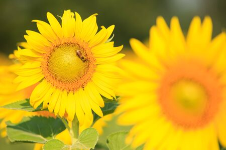 Sunflower and bee natural background.の写真素材