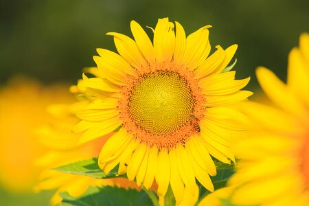 Sunflower and bee natural background.の写真素材