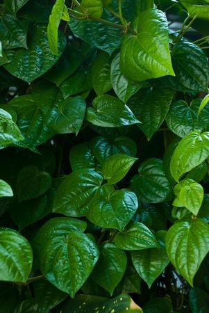 Leavesの写真素材