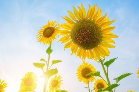 Sunflower field,Sunflower natural background. Sunflower blooming. Close-up of sunflowerの写真素材