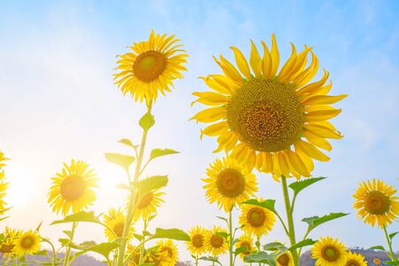 Sunflower field,Sunflower natural background. Sunflower blooming. Close-up of sunflowerの写真素材
