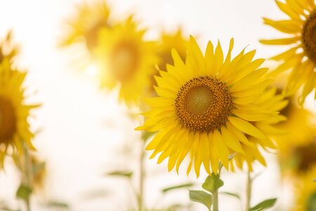 Sunflower field,Sunflower natural background. Sunflower blooming. Close-up of sunflowerの写真素材