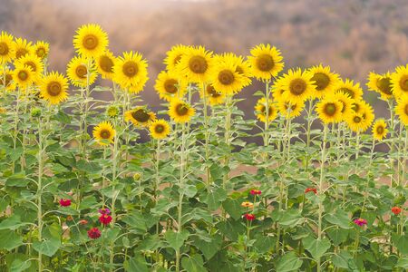 Sunflower field,Sunflower natural background. Sunflower blooming. Close-up of sunflowerの写真素材