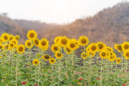 Sunflower field,Sunflower natural background. Sunflower blooming. Close-up of sunflowerの写真素材