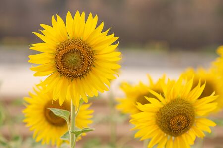 Sunflower field,Sunflower natural background. Sunflower blooming. Close-up of sunflowerの写真素材