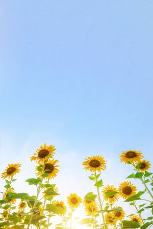 Sunflower field,Sunflower natural background. Sunflower blooming. Close-up of sunflowerの写真素材
