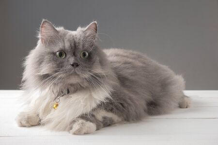 Persian cat lying on a white wooden tableの写真素材