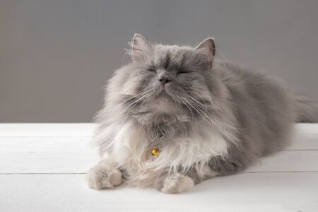 Persian cat lying on a white wooden tableの写真素材