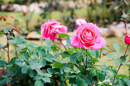 Beautiful pink rose in a gardenの写真素材