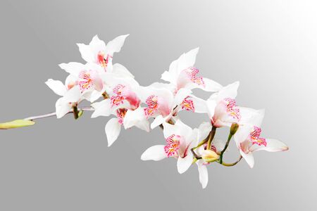 Orchidの写真素材