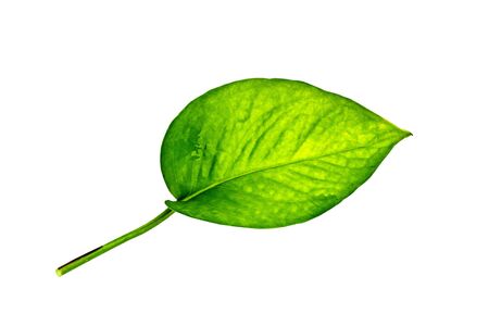 green leavesの写真素材