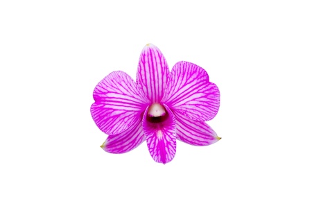 Beautiful orchidの写真素材