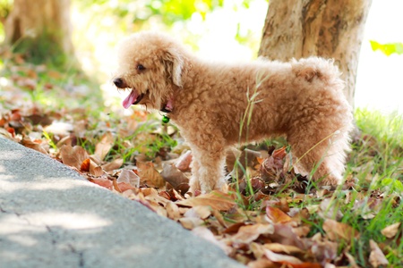 Dog Poodle Brownの写真素材