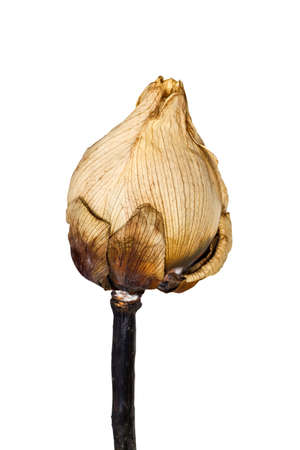 lotus flower Deadの写真素材