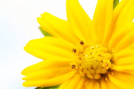 close up details of a yellow flower name wedelia