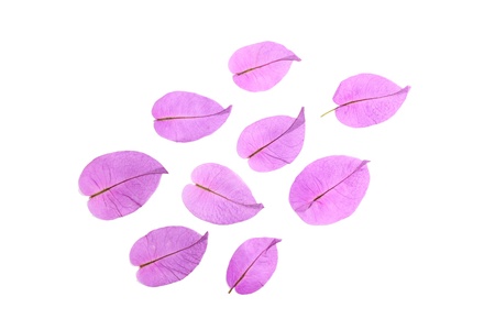 Flowersの写真素材