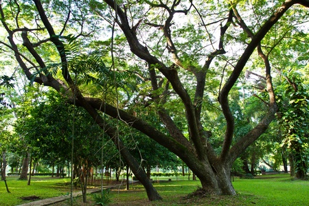 tree in garden
