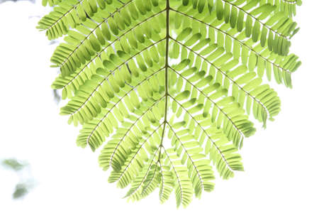 green leavesの写真素材