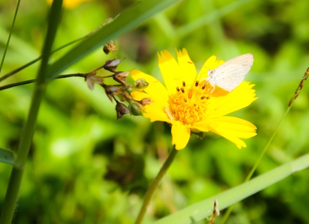 Butterfly on yellow flower