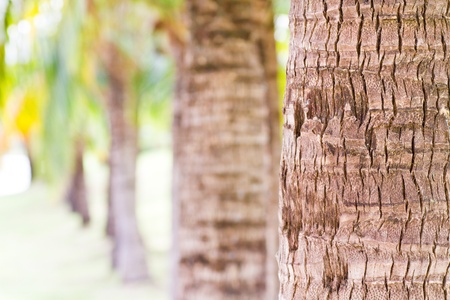 palm treeの写真素材