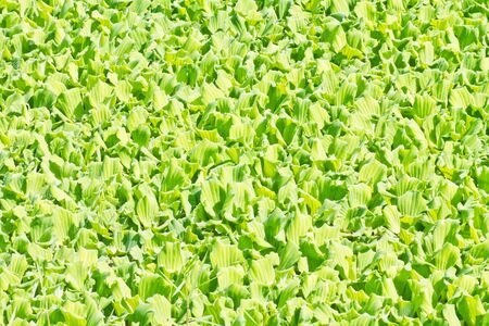 Water Hyacinth cover a pondの写真素材