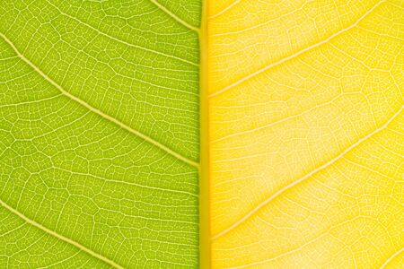 leavesの写真素材