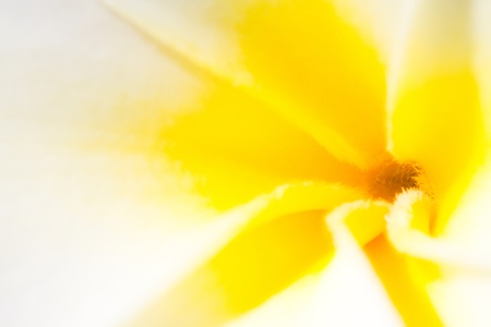 plumeriaの写真素材