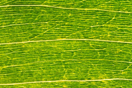 green leavesの写真素材