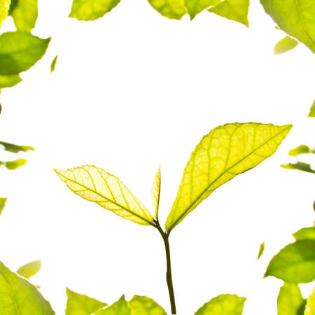 Fresh leaves on white backgroundの写真素材