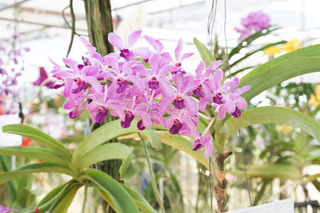 Orchid