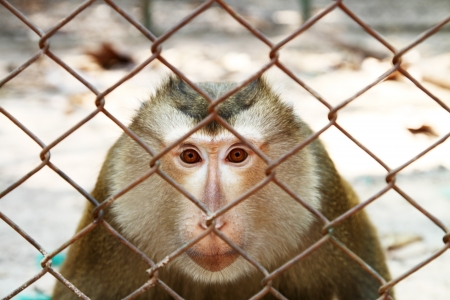 monkey in cage
