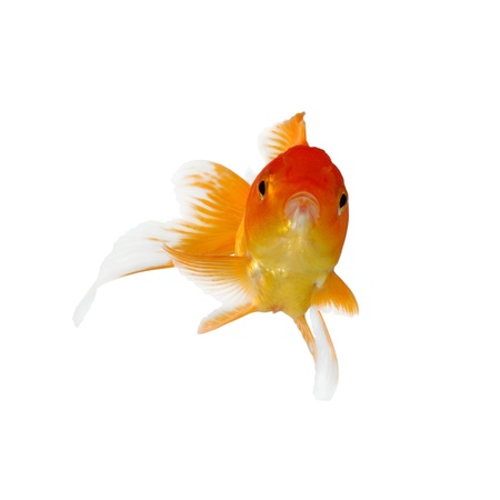 Gold fish. Isolation on the whiteの写真素材