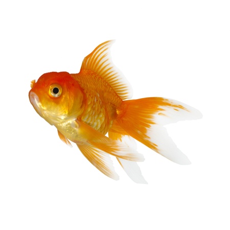 Gold fish. Isolation on the whiteの写真素材