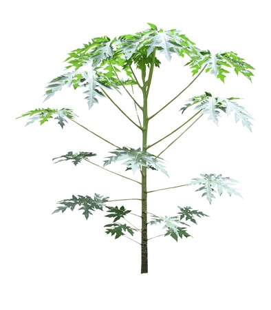 Papaya tree isolated on a white background の写真素材