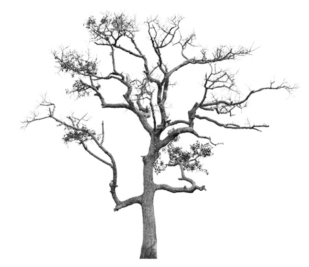 Dead trees isolated on white backgroundの写真素材